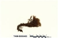 藏品(挪威珠苔)的圖片